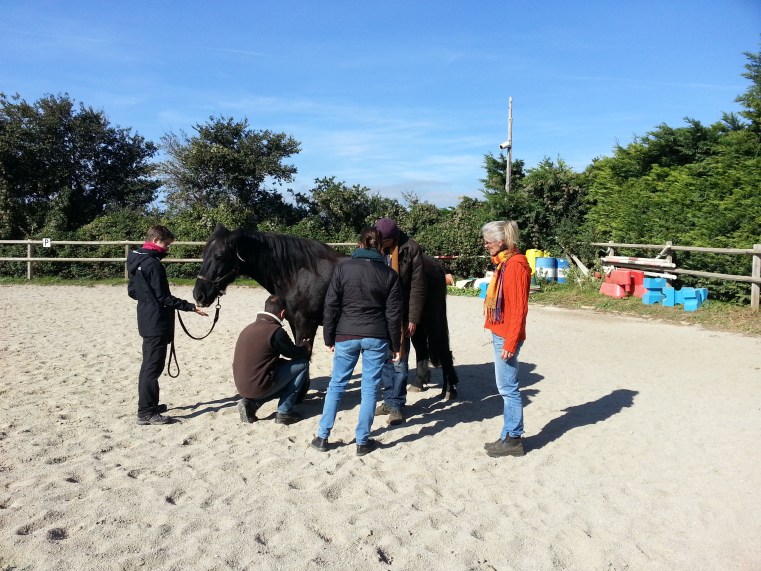 Stage le cheval miroir - Metafor - Virginie Kersaudy