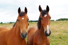horses-379748_1280